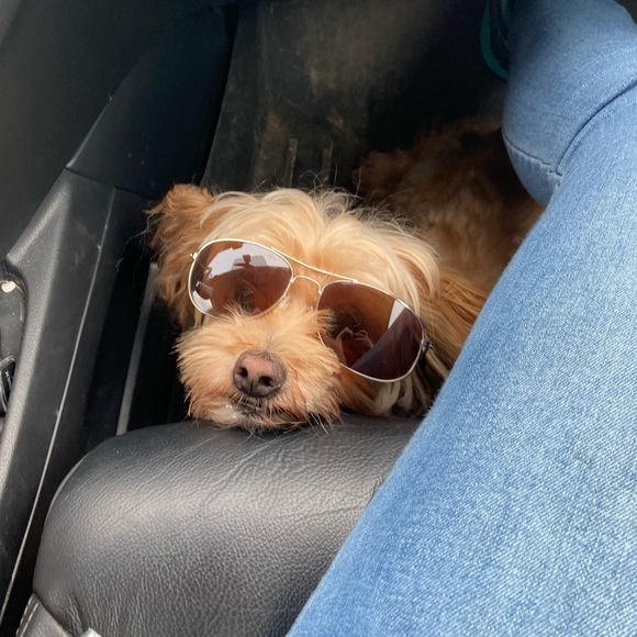 Meet your Posher, Sam - Picture 1 of 1